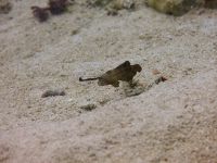 underwater_pictures005