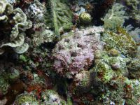 underwater_pictures006