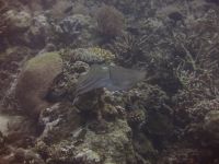 underwater_pictures008