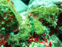 underwater_pictures014