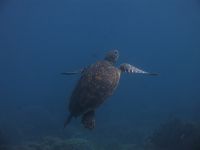 underwater_pictures015