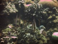 underwater_pictures025