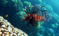 underwater_pictures030