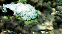 underwater_pictures031